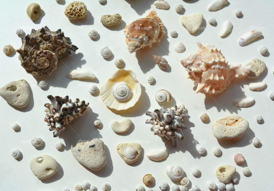 High angle view of seashells