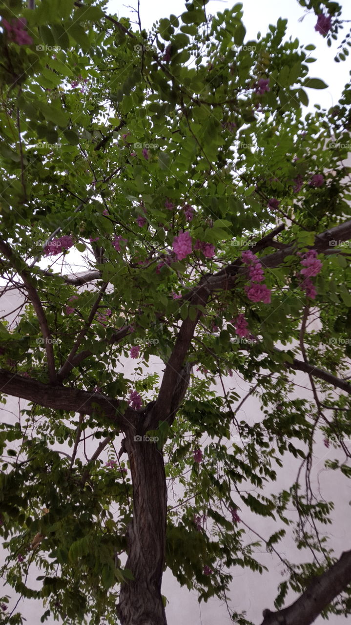 flower tree