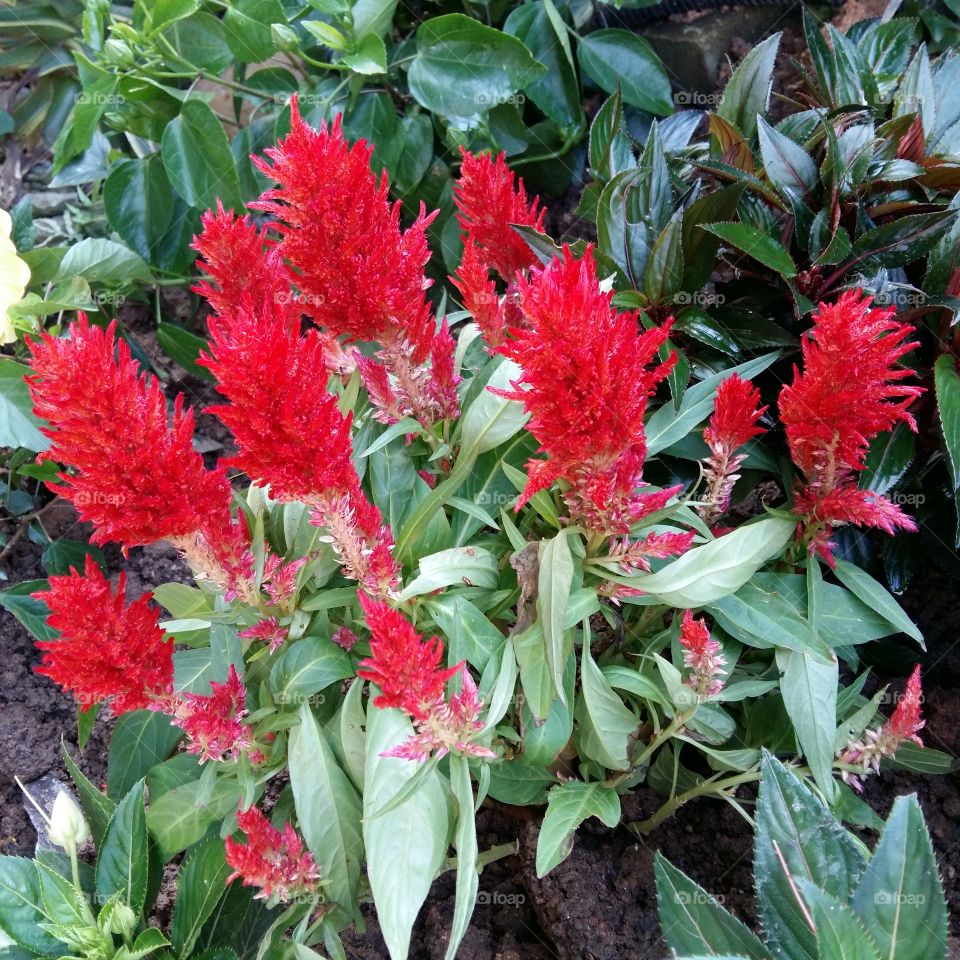 Red plant