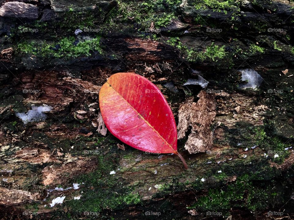 The beauty of one leaf 