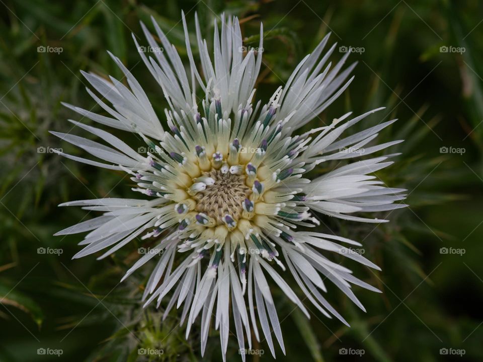 spring. white thistle flower