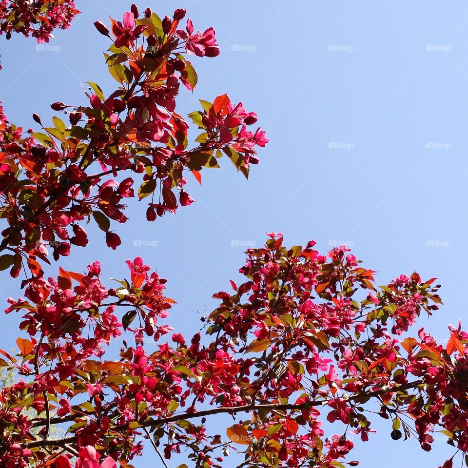 tree flowers