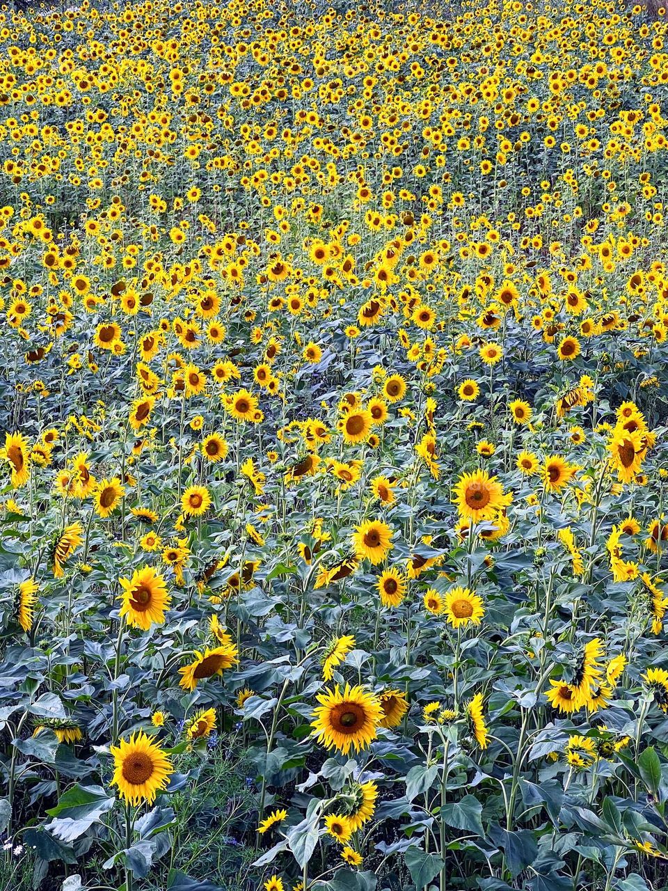 Beautiful meadow full of the big ripe bright yellow sunflowers 