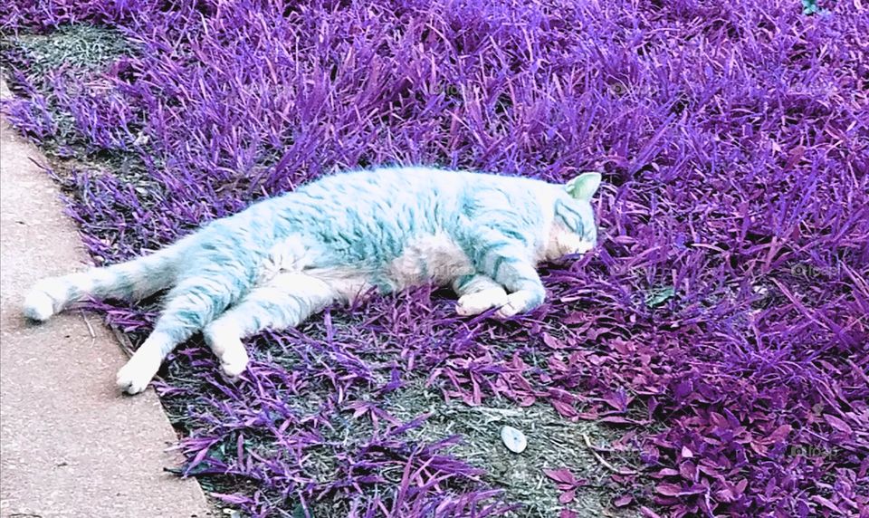 purple cat