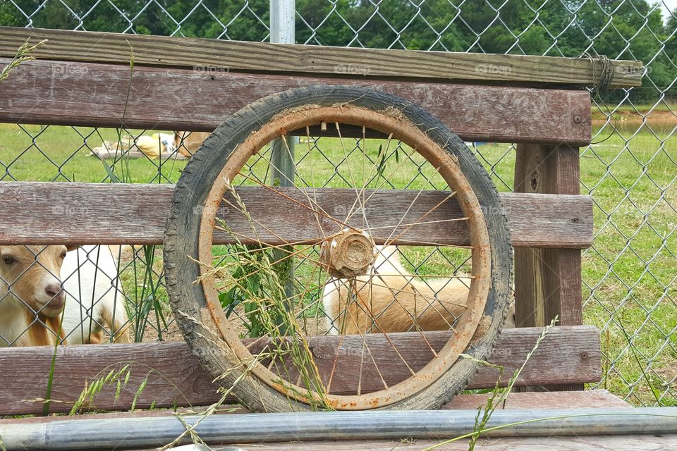 wheel, farm equipment,  goats