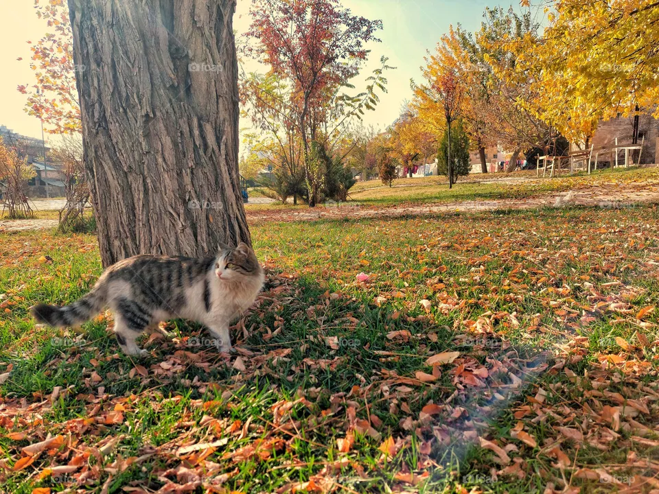 beautiful cat 😍