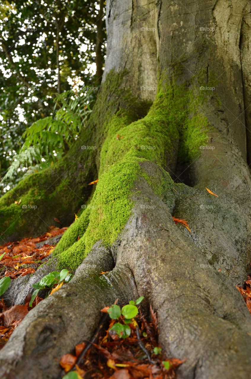 green tree trees leaves by ShutterBug_NikonGirl