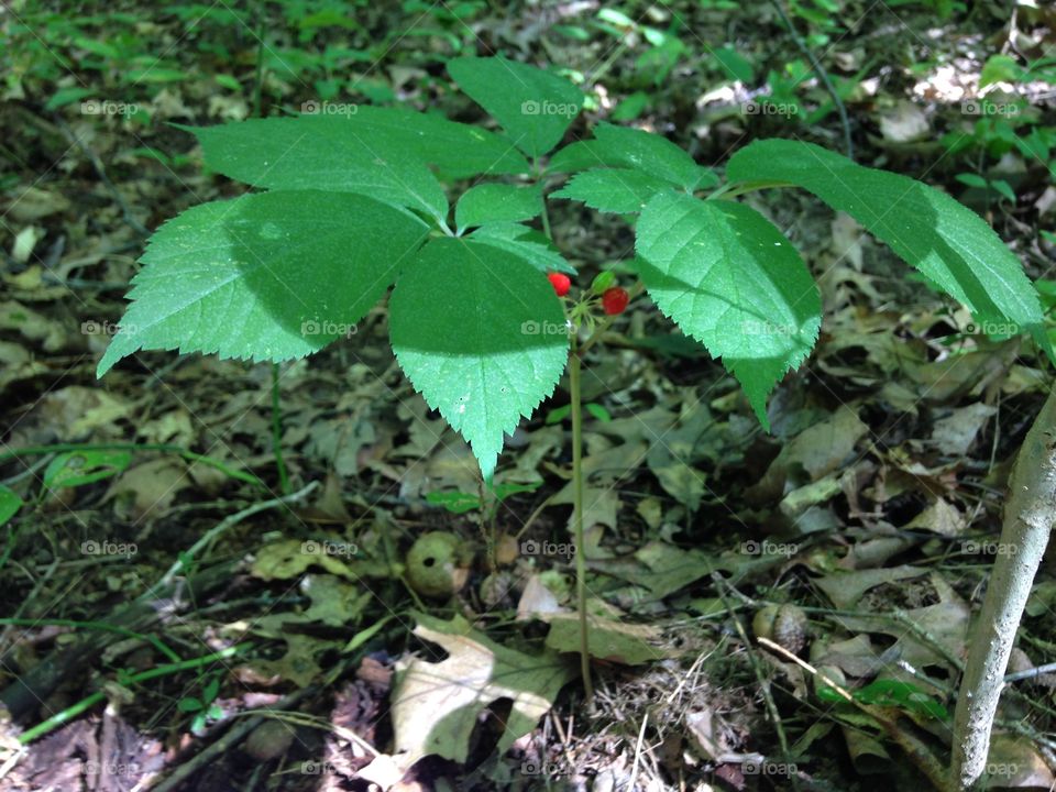 Wild ginseng. Wild ginseng plant fruiting and mature growing in an Indiana Midwestern deciduous forest.