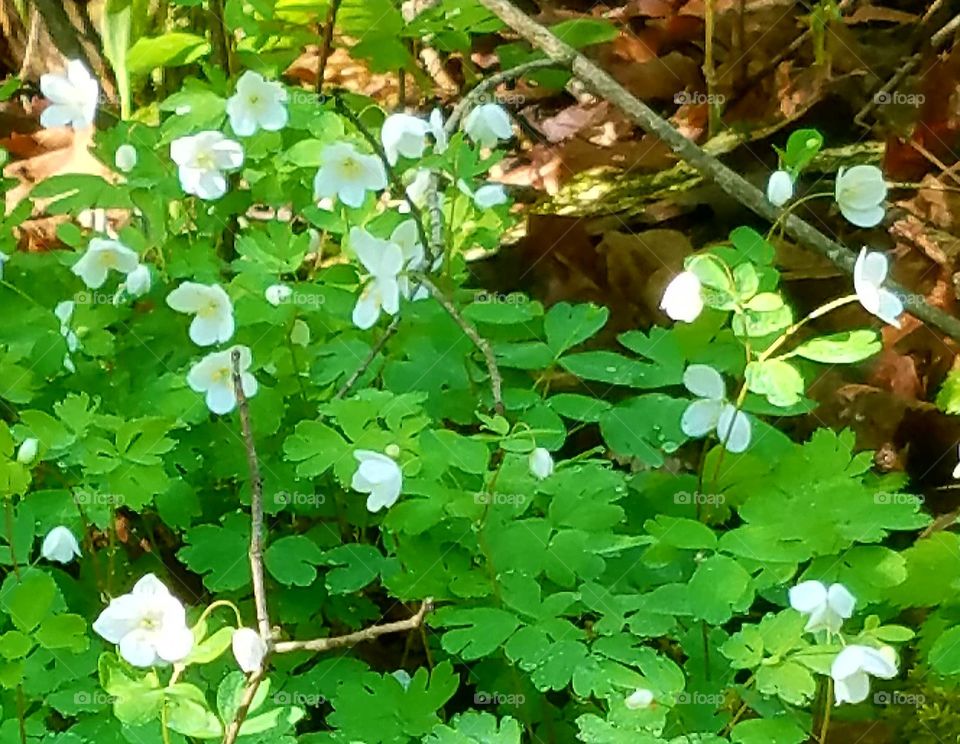 Minnesota forest flowers