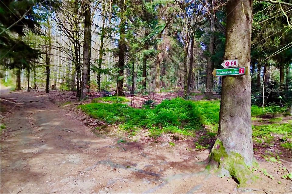 This clearing in the „Bayerischer Wald“, the „Bavarian Forest“ in Germany is the „Schuhfleck“, the „Shoe Place“, so named because nine popular hiking trails meet here. Four lead to the „Hirschenstein“ or „Stag Stone“. 2024. Hypnotic Productions