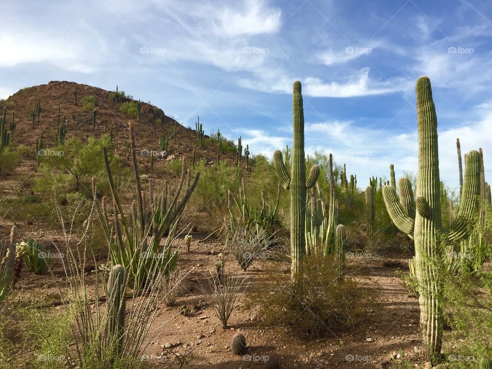 Desert Botanical Garden 