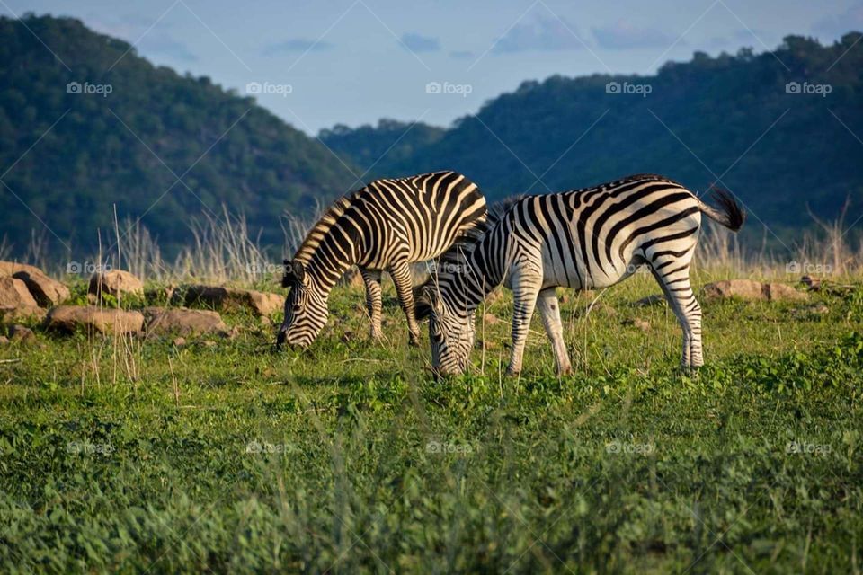 Two beautiful Zebras feeding in Kariba, Zimbabwe, Africa