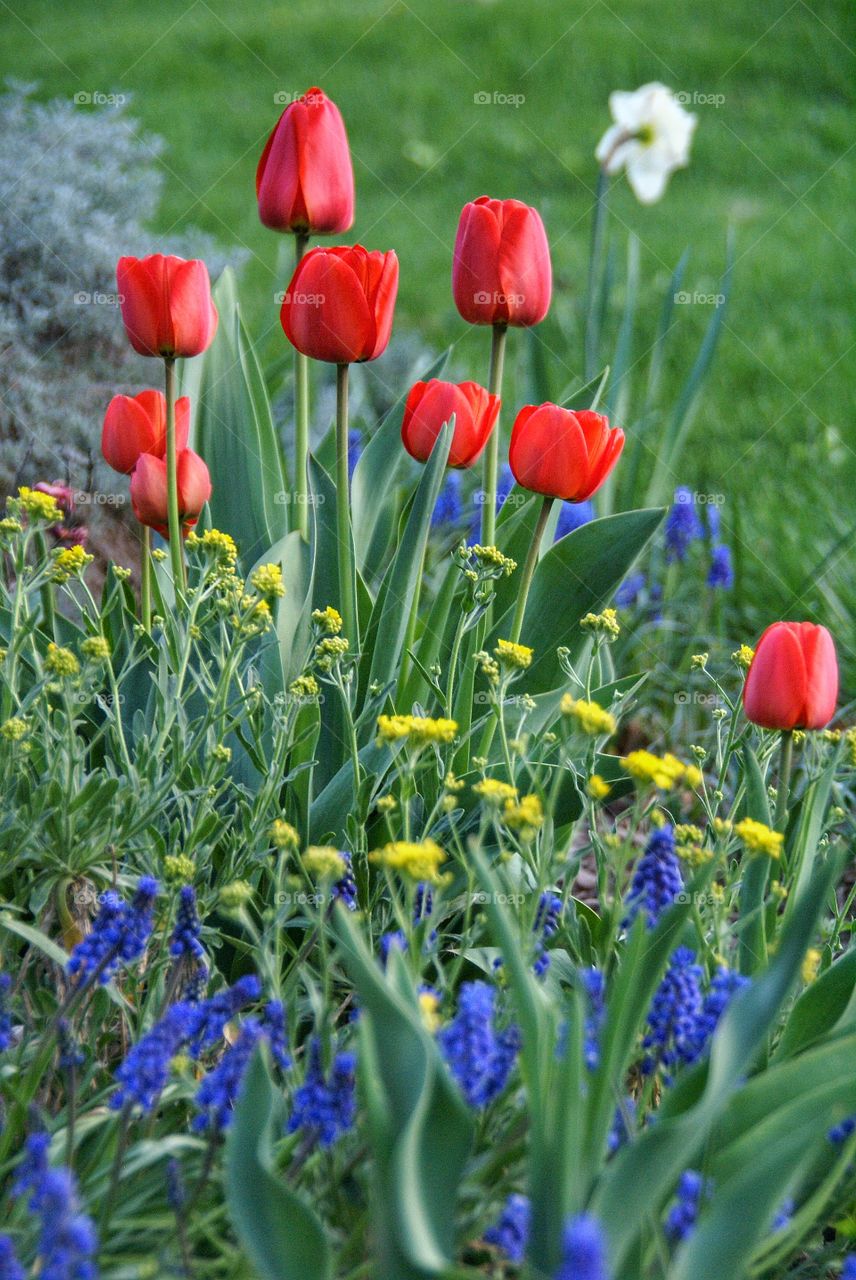 Flowers in springtime