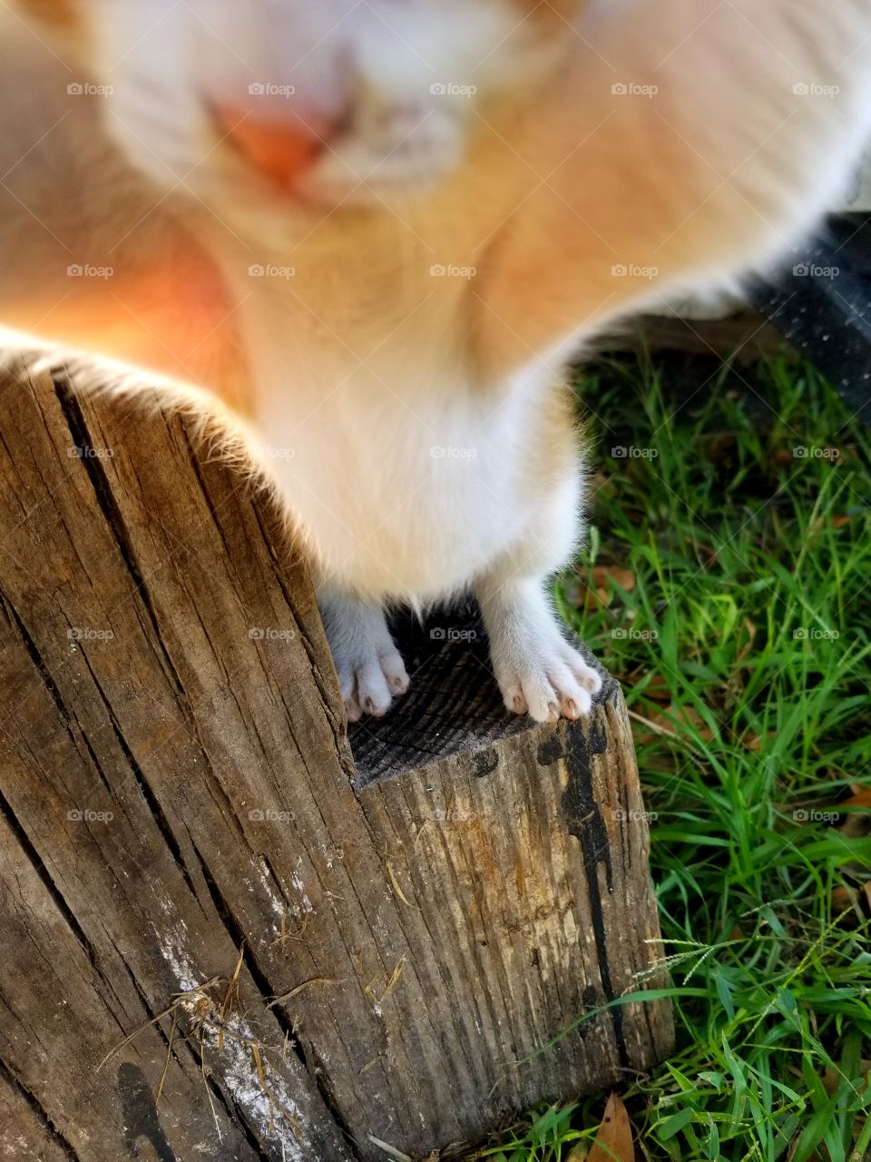 kitten selfie