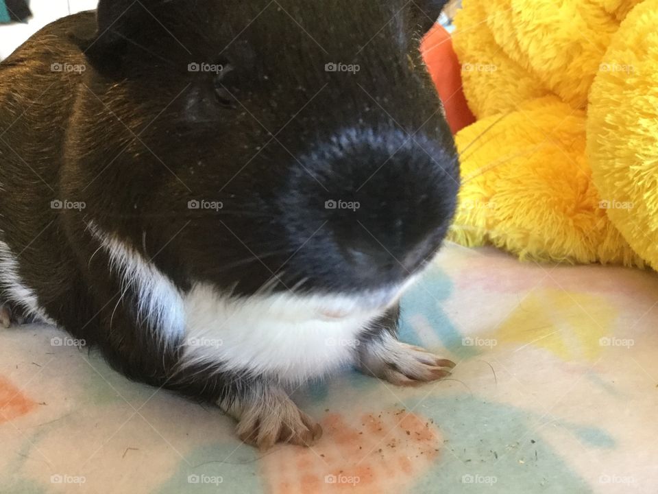 Timmy boy so relaxed 