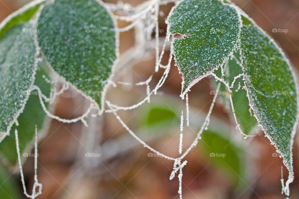 Frosty leaves and cobweb