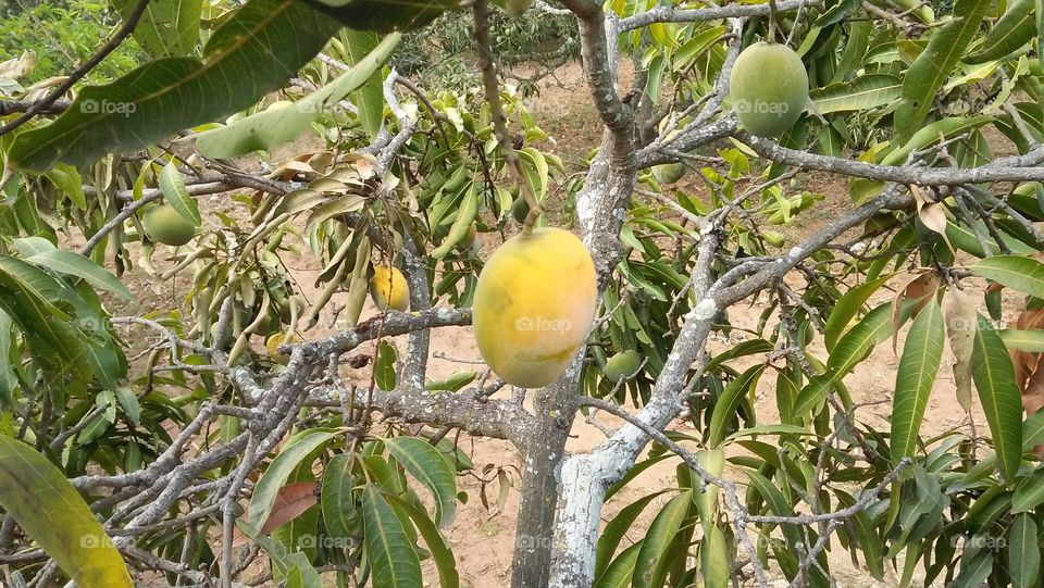 My mango tree top view