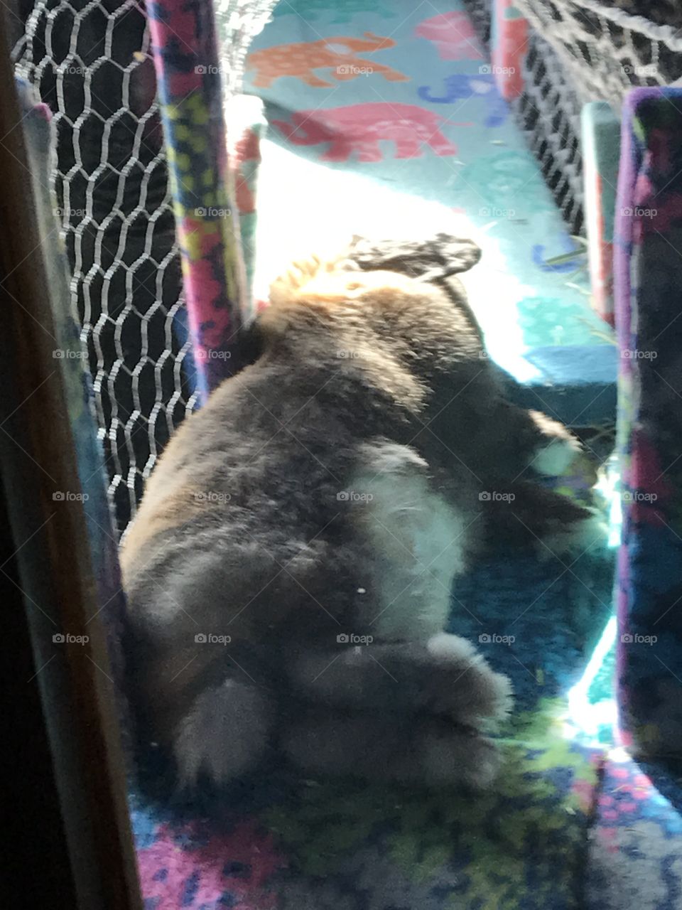 Rabbit Napping