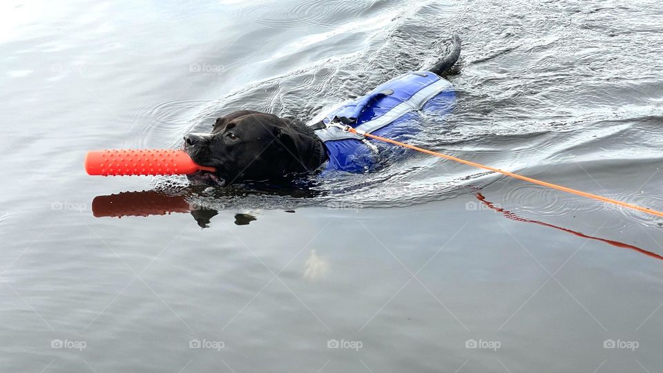 Dog wearing a life jacket while swimming and carrying it’s toy in the lake 