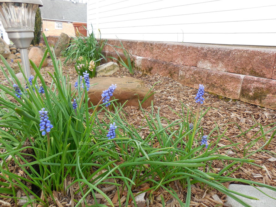 Blubells in garden