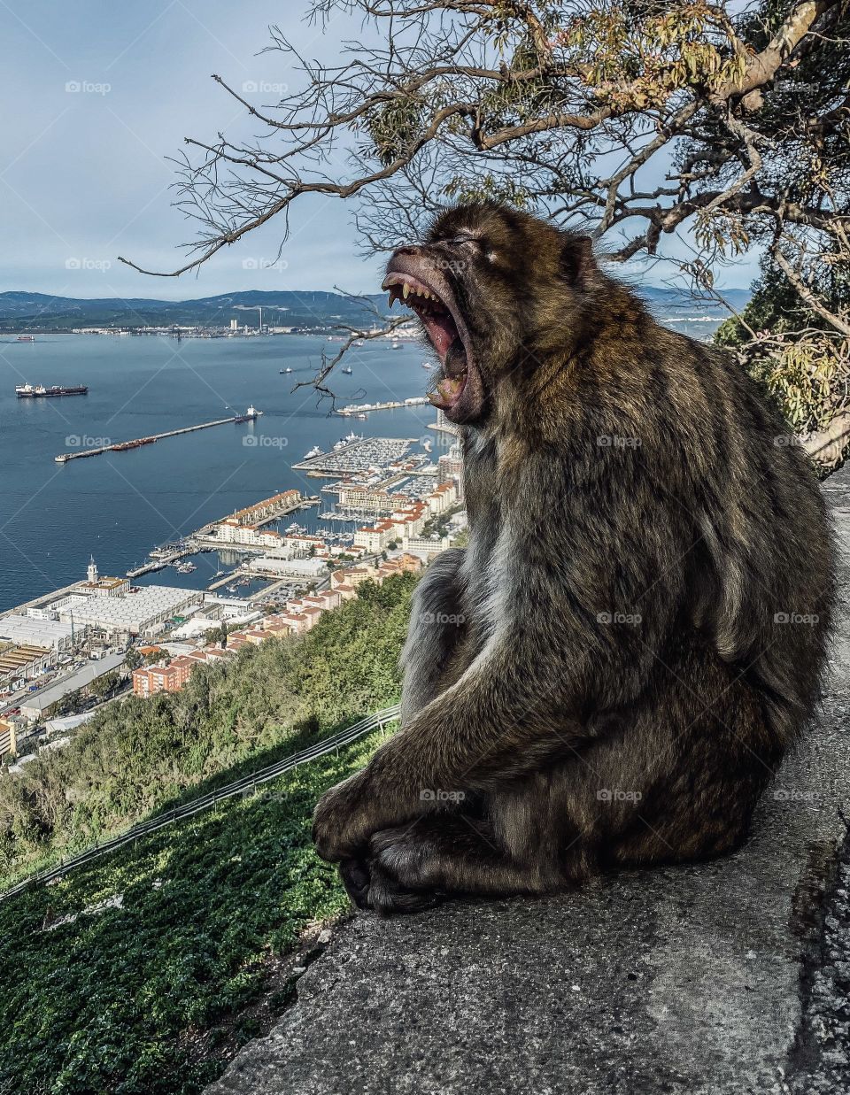 Monkey Yawn