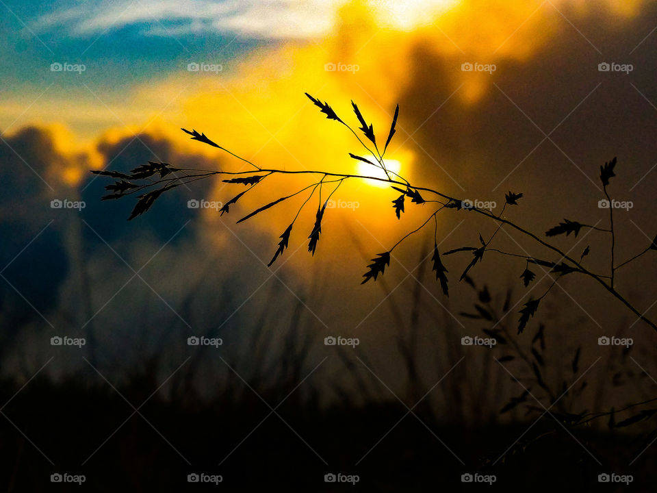 A grass in the sunset.. taken in the mountain