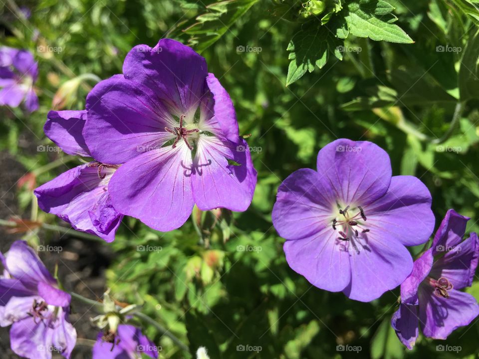 Bell flowers