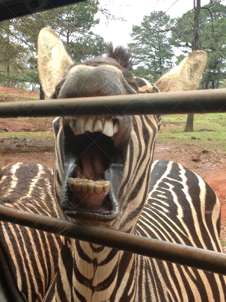 Zebra teeth