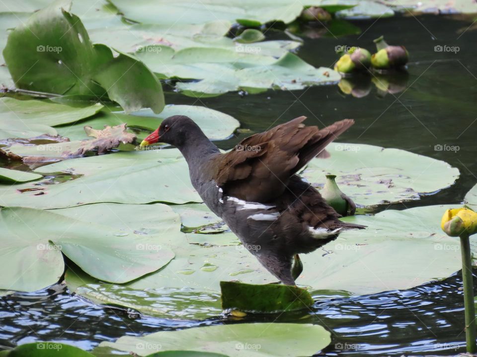 Bird on the lake