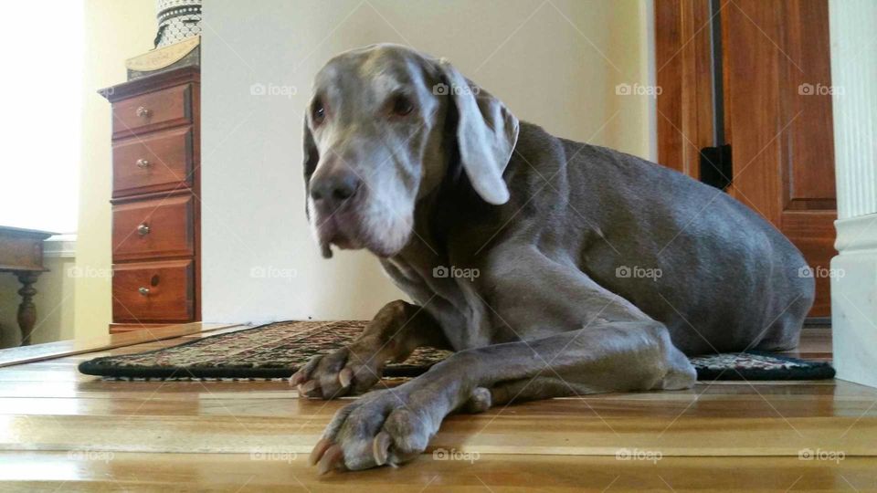 weimaraner at rest