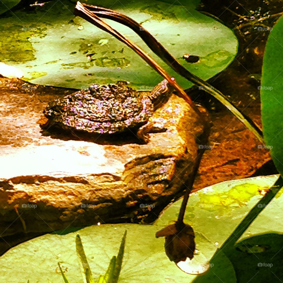 Sunbathing 