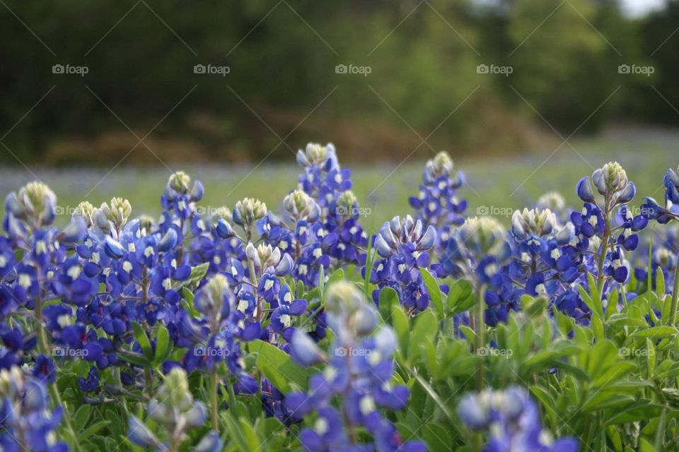 Beautiful Texas Bluebonnets...