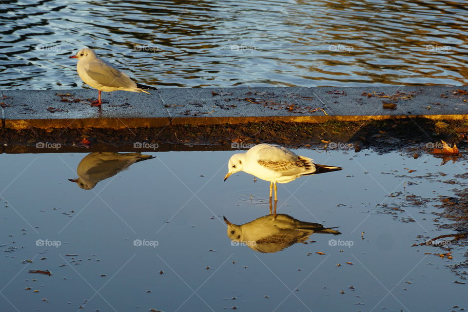 Two birds in the park one on the edge of a lake the other in a puddle … 