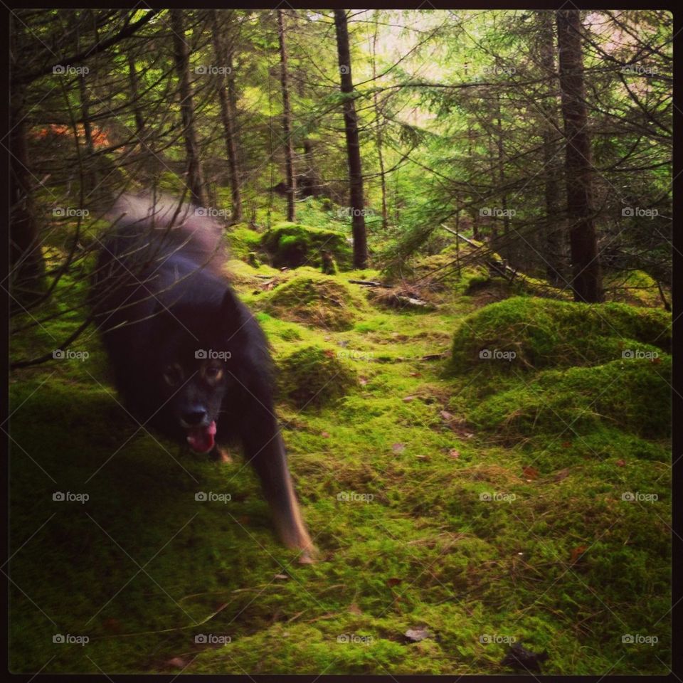 Dog playing in the Woods