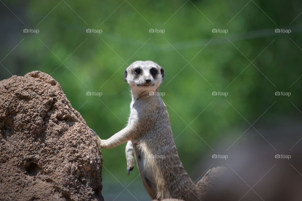 Meerkat Pose