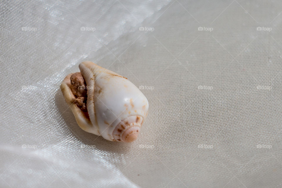 I collected this about 3 years ago and it is still looking amazing.