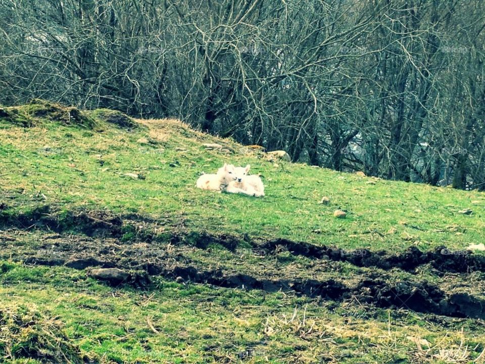 Lambs on mountainside above Cwmbach, Aberdare, Wales - Spring, 2018