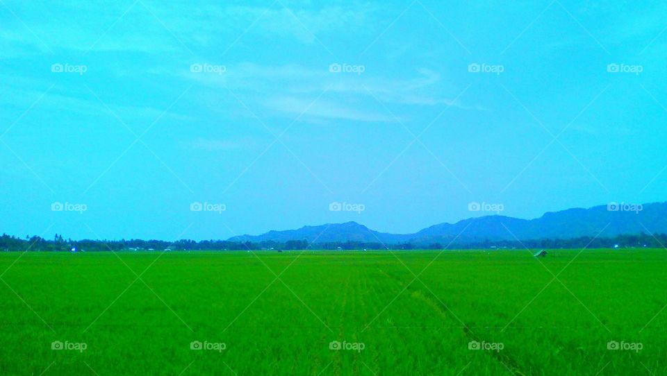 Rice Fields
Rice is the major food need in Philippines that is why farmers work hard to grow and produce rice.
@Dipolog City Philippines