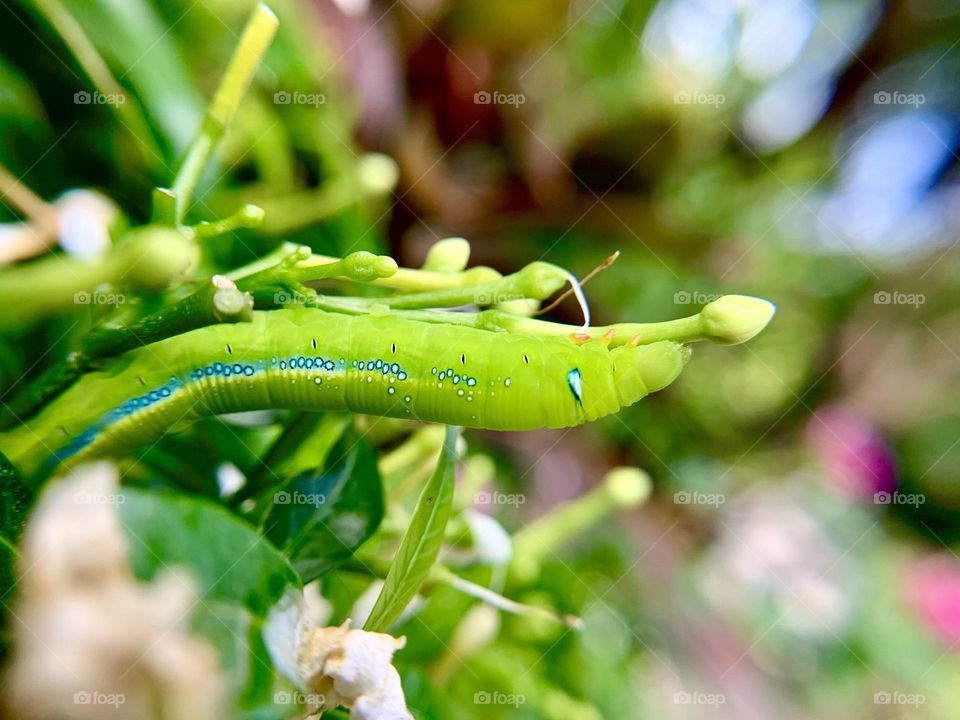 Green worm who try to survive to be a butterfly 