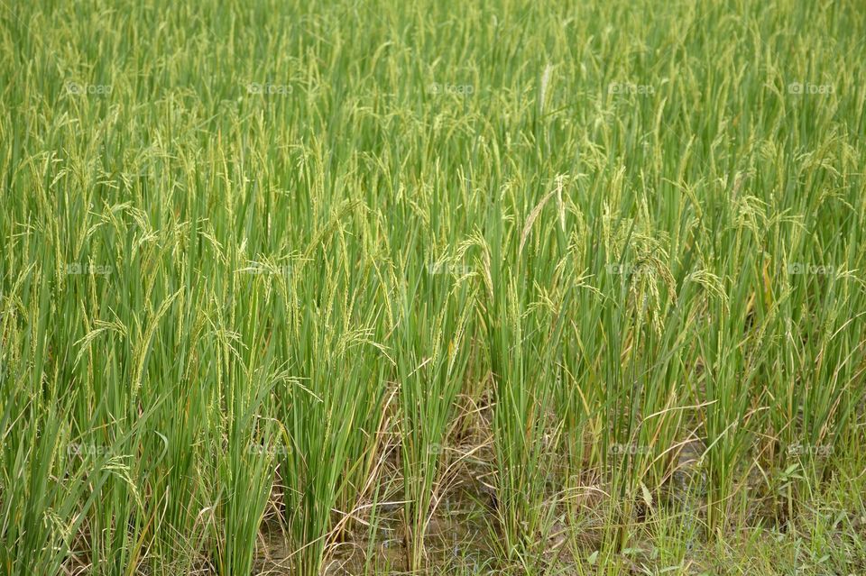 Rice field in mature garden