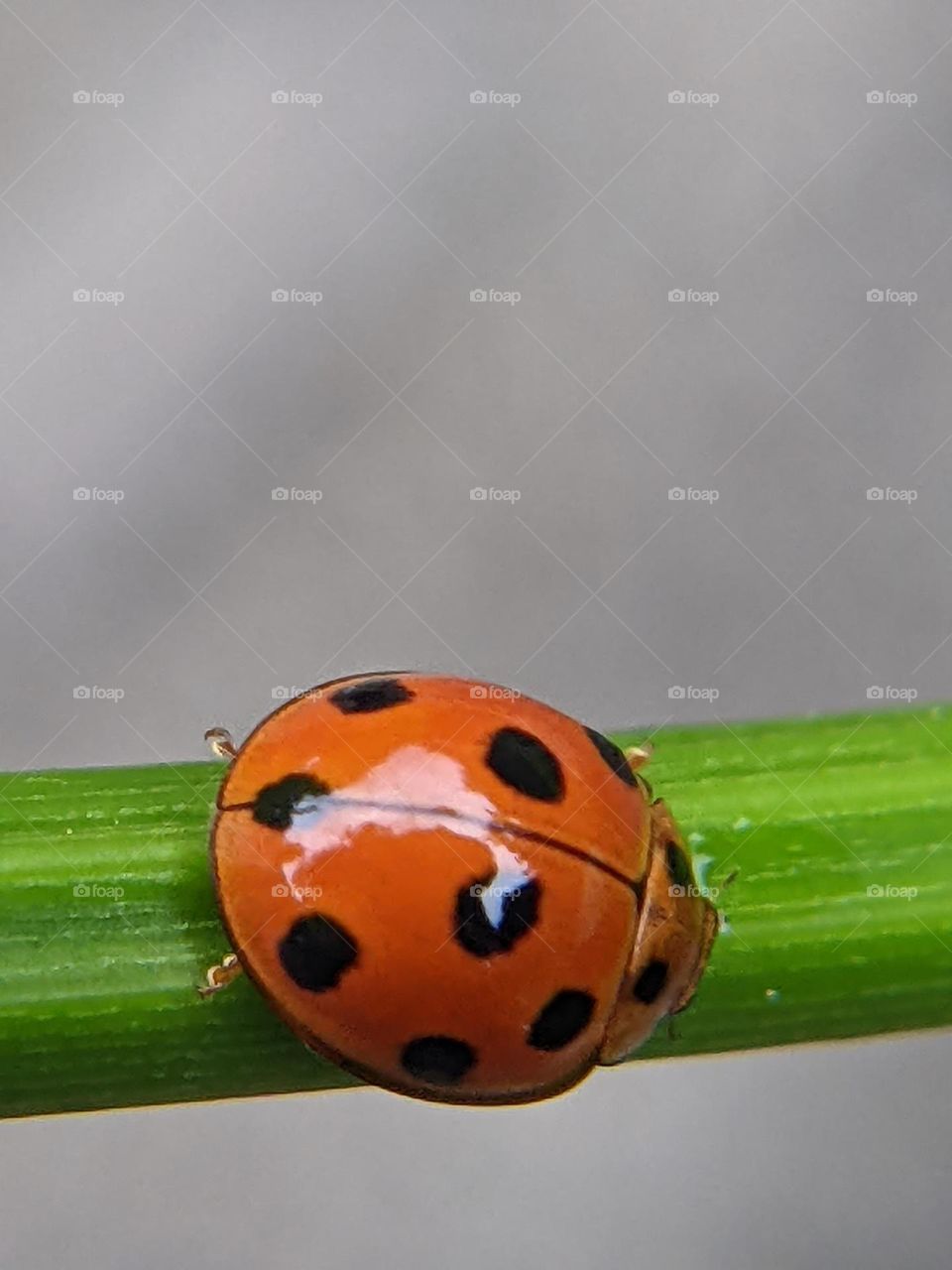ladybug🐞