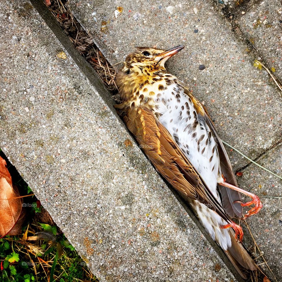 Dead Thrush