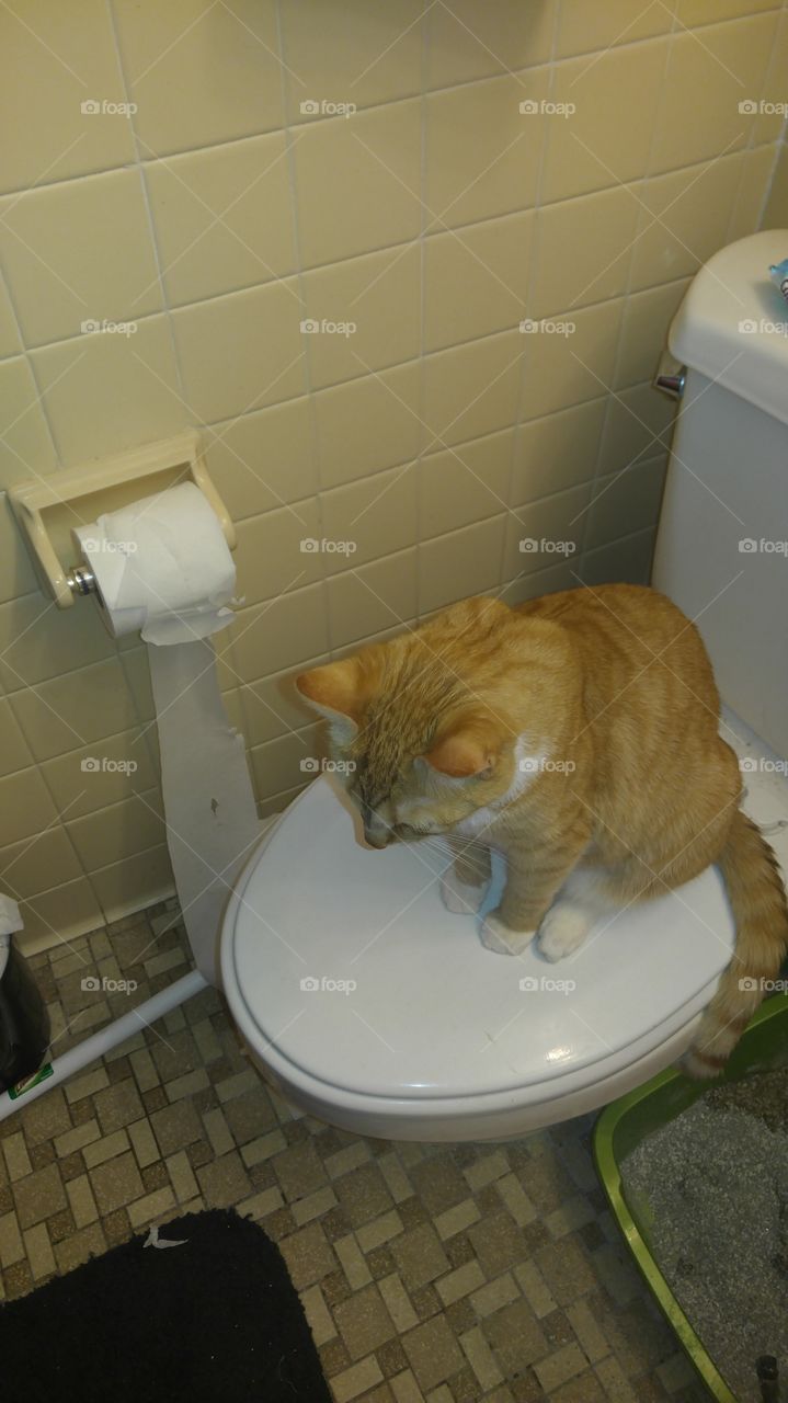 cat ashamed