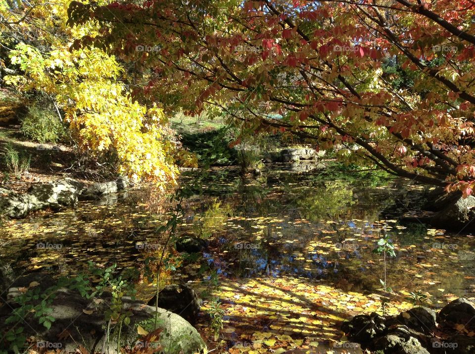 Autumn in the park