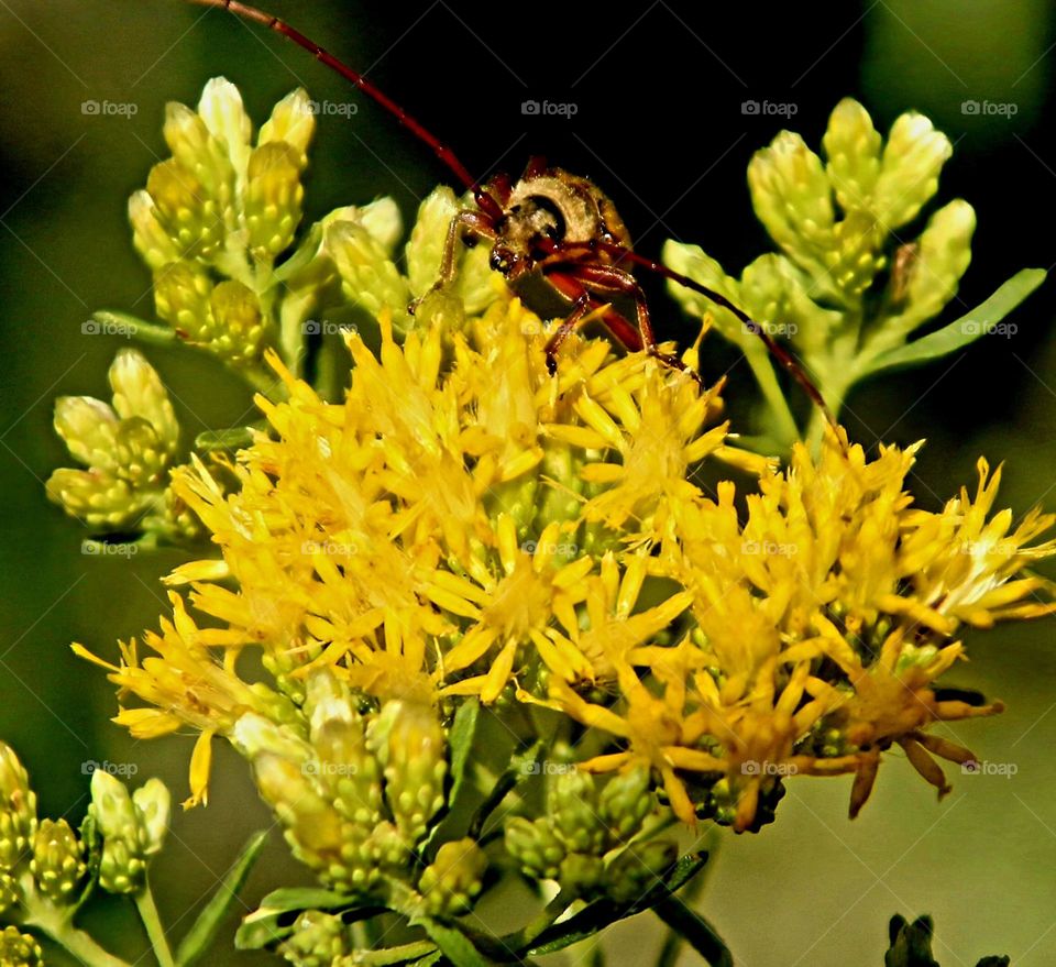 Bug on a Yellow Flower
