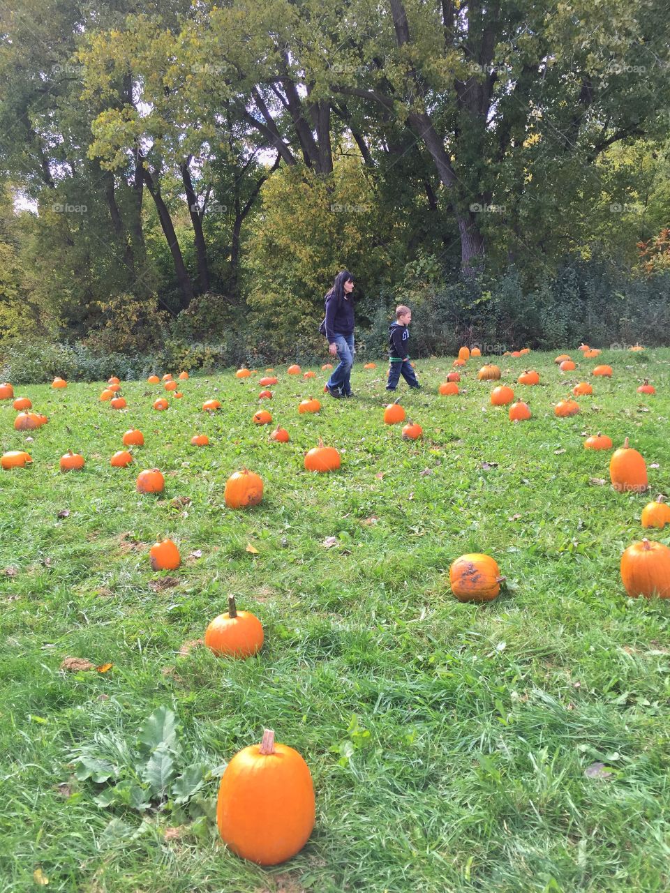 Picking out pumpkins . Day at the farm trying to find the perfect pumpkin