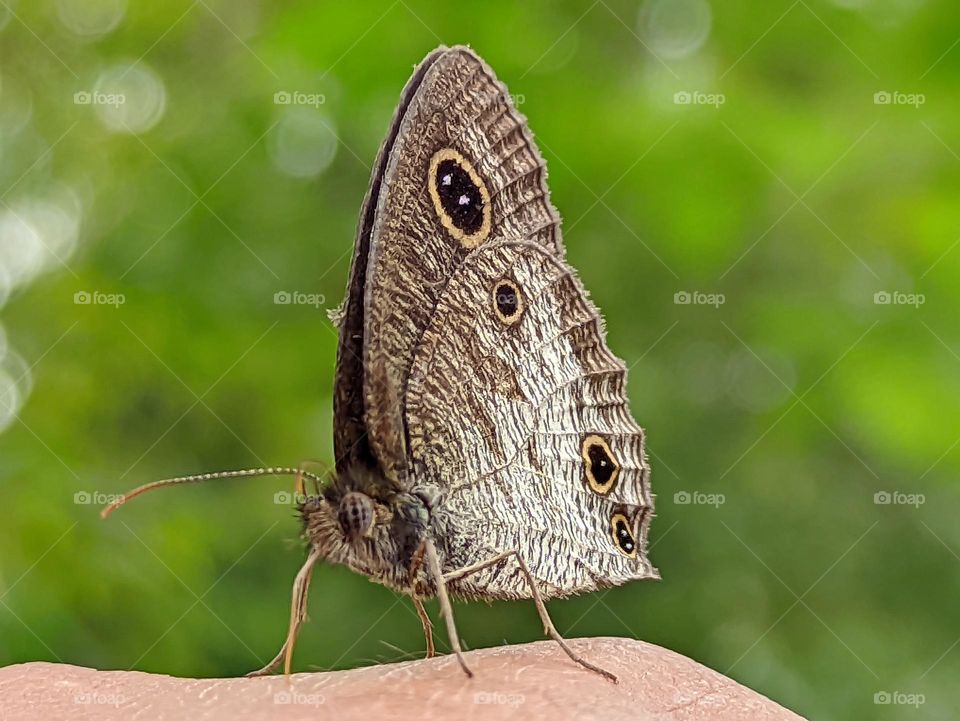 butterfly perched on top of my hand with a forward facing style