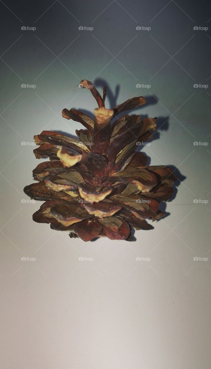 pine cone