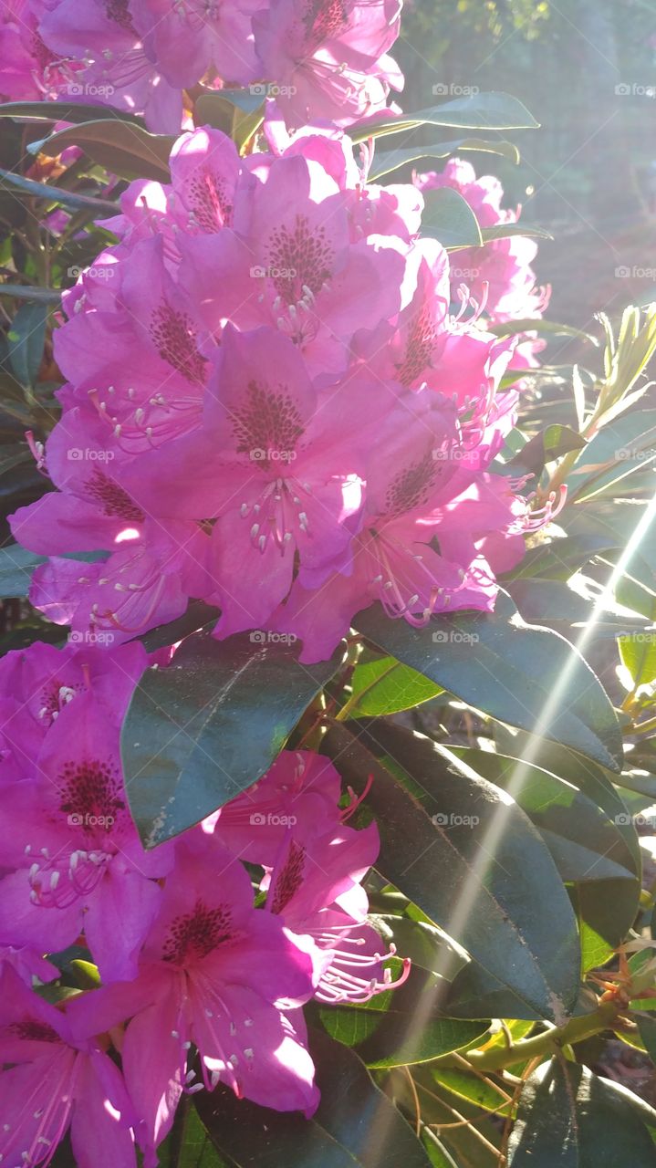 rhodedendron in the summer sun