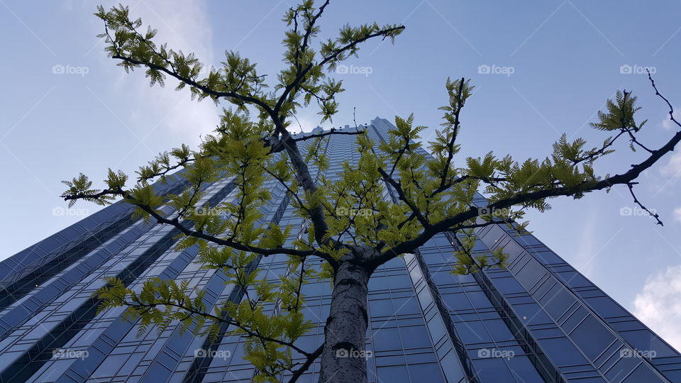 Tree, Sky, Nature, Environment, Flora